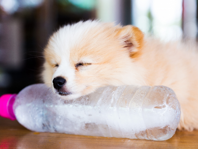 犬の目薬 愛犬が安心する目薬の差し方について 記事 わんにゃ365 今日も明日もワンダフル