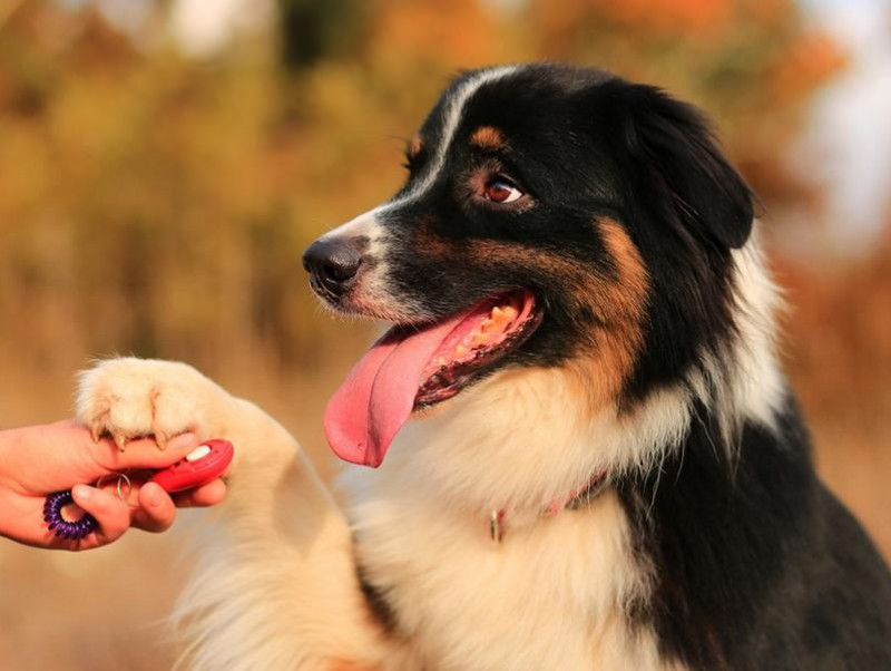 【獣医師執筆】叩くのは全てNG！飼い主なら知ってほしい、しつけと虐待の線引き