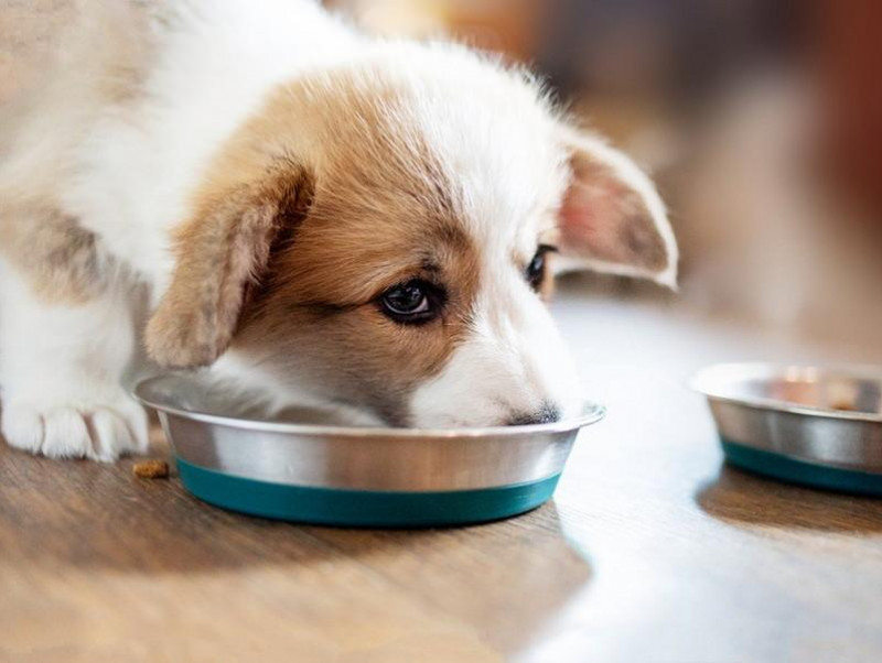 子犬の飼い主さん必読 行動学から見た犬の 離乳食 で大切なこと 記事 わんにゃ365 今日も明日もワンダフル