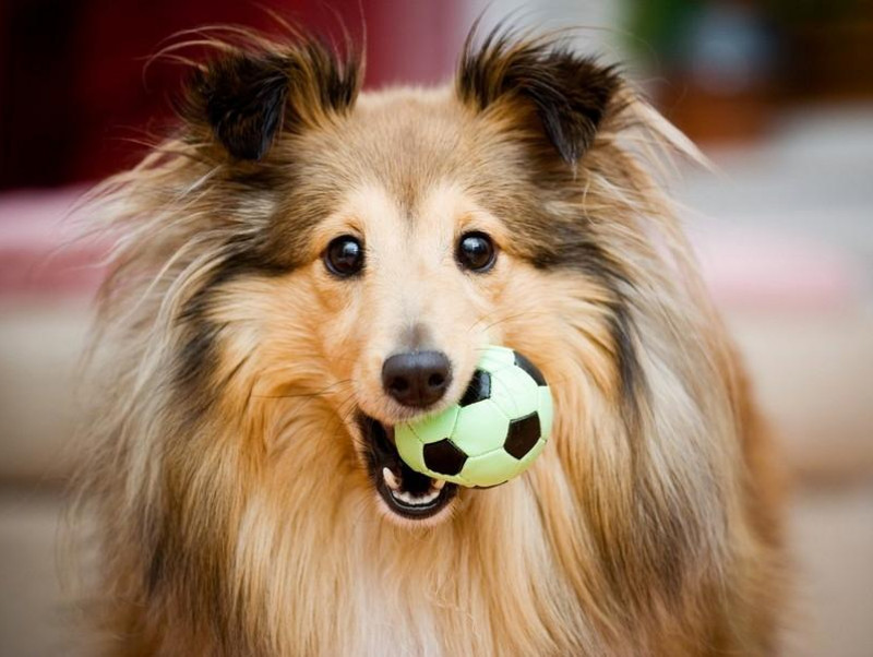 100均で手に入る！犬用おもちゃ選びのコツ＆効果的な遊び方をドッグトレーナーが解説   