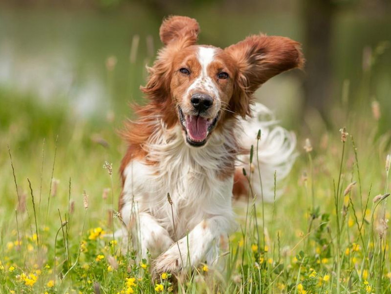 獣医師執筆 活発で忠実 だけど 元猟犬の特徴や飼い方の注意点を解説 記事 わんにゃ365 今日も明日もワンダフル