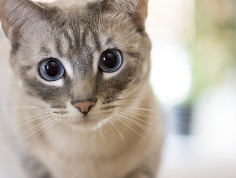 【獣医師執筆】猫の目の白い膜は第三のまぶた「瞬膜」その役割と関連する病気とは