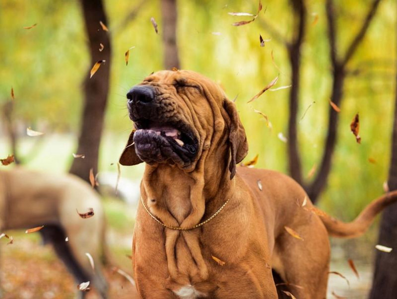 犬のくしゃみが止まらない これって病気 くしゃみ の役割と原因 考えられる病気 記事 わんにゃ365 今日も明日もワンダフル