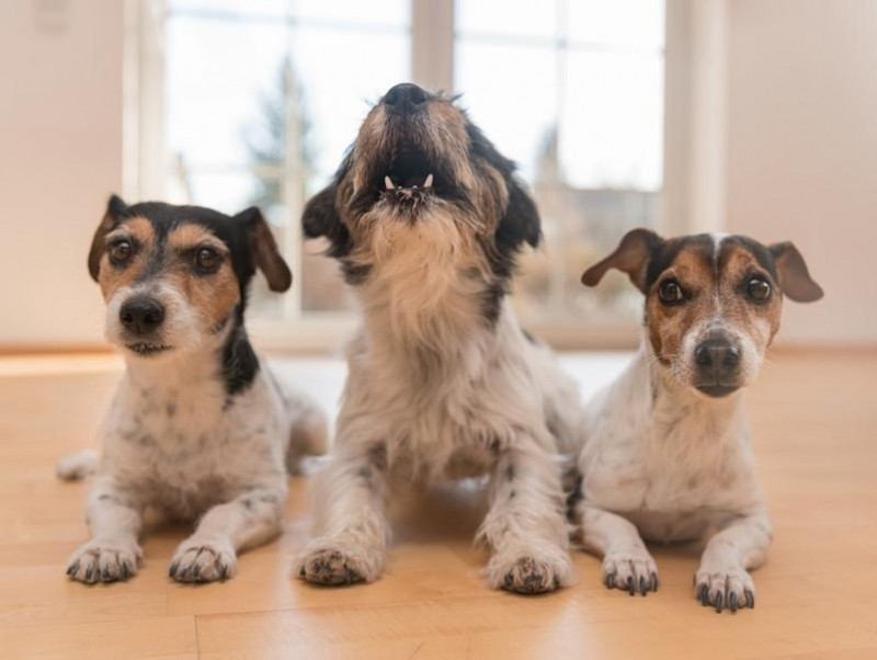 犬がチャイムに吠えるのはなぜ 無駄吠えをしつける4つの方法 記事 わんにゃ365 今日も明日もワンダフル