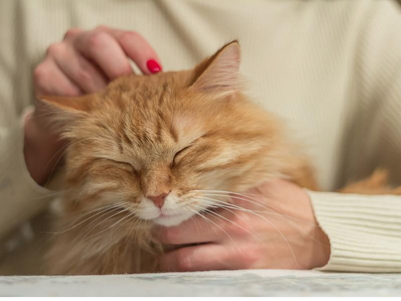 猫がナデナデされて嬉しいときは 撫でられているときの猫の気持ちを