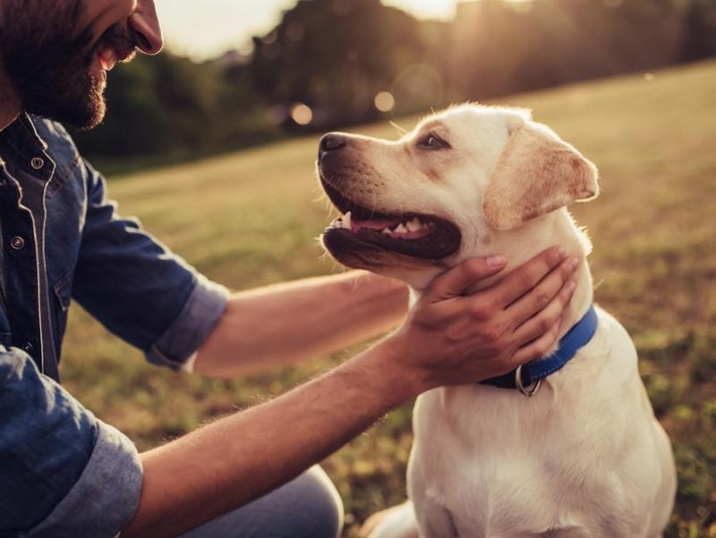 獣医師執筆 その行動 絶対ng 犬との信頼関係を壊す飼い主の行動4つ 記事 わんにゃ365 今日も明日もワンダフル