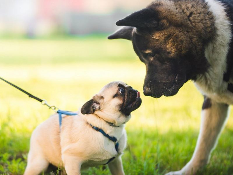 犬同士でどんな会話をしているの 他の犬に会ったときのボディランゲージを行動学的に解説 記事 わんにゃ365 今日も明日もワンダフル