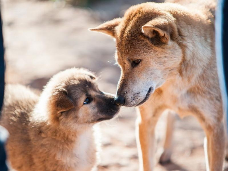 犬は飼い主の気持ちが伝わっている 犬と人でも起こる 情動伝染 記事 わんにゃ365 今日も明日もワンダフル