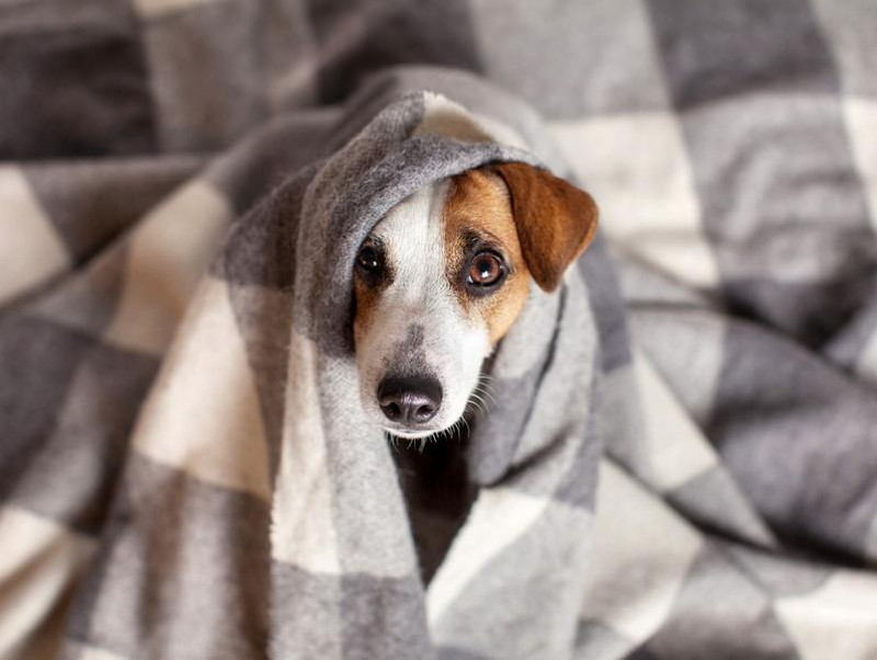 室内犬と室外犬 寒さ対策の違いは 犬の寒さを感じているときの仕草と対策 記事 わんにゃ365 今日も明日もワンダフル