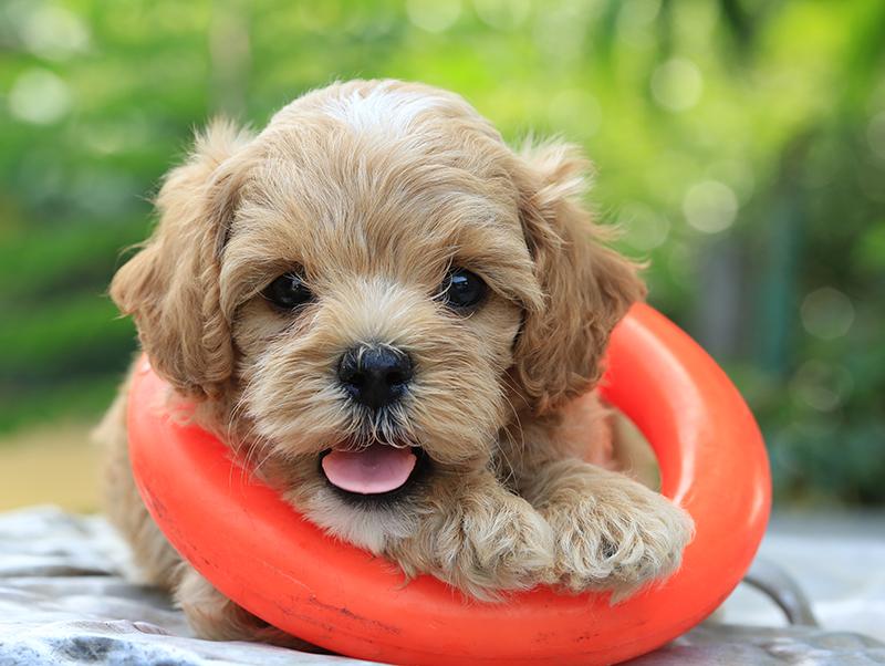 【子犬と暮らす皆さま必見!】成長期に必要なアレコレ