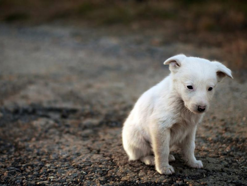 獣医師執筆 マズルを掴むのはng 犬の正しい叱り方とやってはいけない叱り方 記事 わんにゃ365 今日も明日もワンダフル