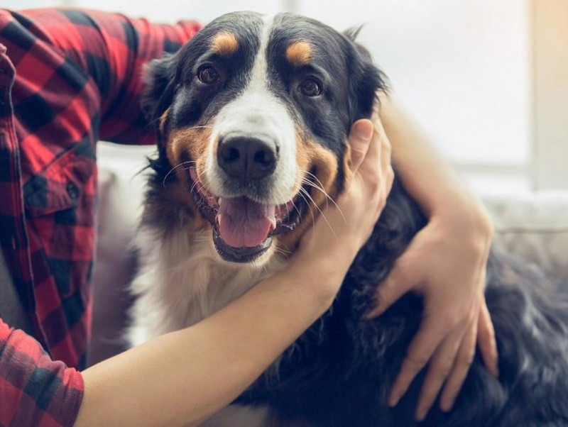 愛犬の 大好き サインに気づいていますか 犬が愛情表現をしているときのしぐさや行動 記事 わんにゃ365 今日も明日もワンダフル