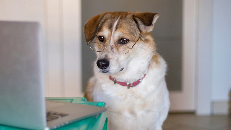 【獣医師執筆】犬の「視力」の調べ方は?視力低下のサインと家庭で試したいセルフチェック