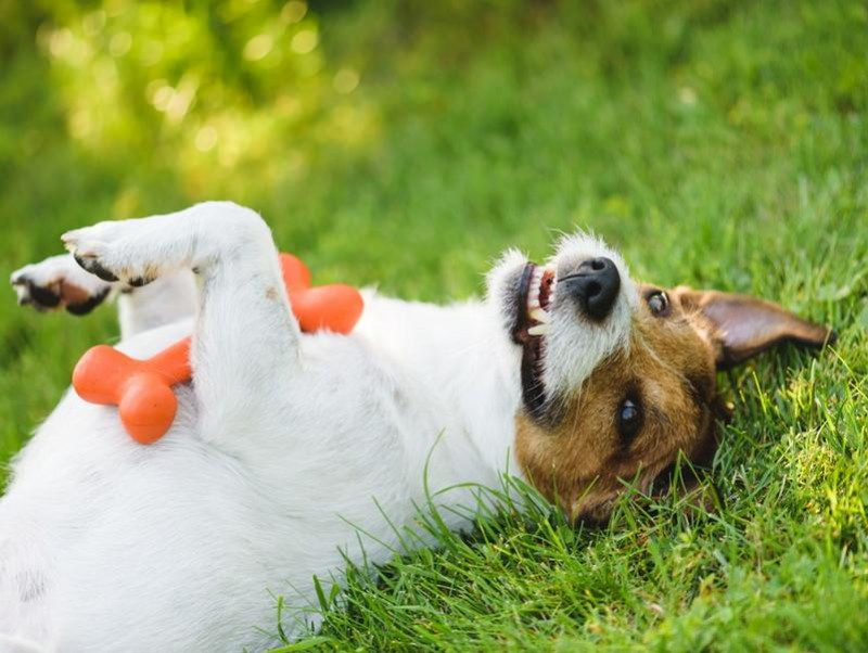 獣医師執筆 衝撃 犬はお腹を撫でられるのが嫌だって本当 仰向けになる意味と撫でられているときの気持ち 記事 わんにゃ365 今日も明日もワンダフル