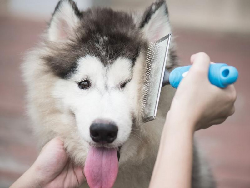 抜け毛がごっそり取れる 犬猫の換毛期に使いたいブラッシンググッズ4選 記事 わんにゃ365 今日も明日もワンダフル