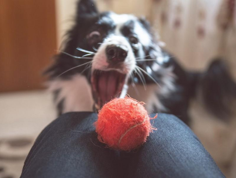 初心者にもおすすめ 愛犬と自宅でできる ホームアジリティ にチャレンジ 記事 わんにゃ365 今日も明日もワンダフル