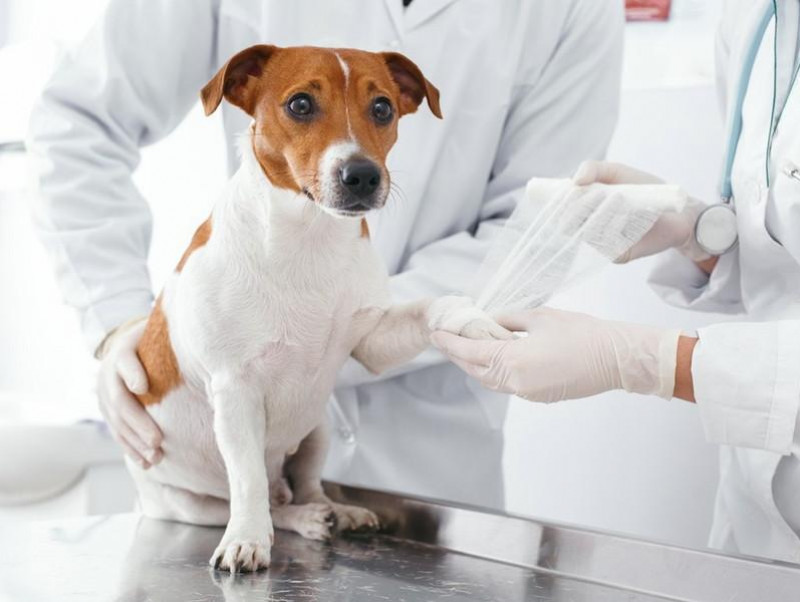 小型犬は骨が弱いって本当 骨折しやすい犬種と強い骨にするためにできること 記事 わんにゃ365 今日も明日もワンダフル