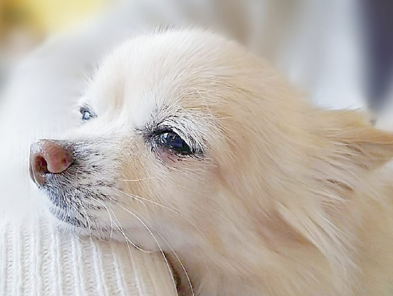 獣医師執筆 充血だけじゃない 愛犬の 目が赤い ときに考えられる病気を症例写真と共に解説 記事 わんにゃ365 今日も明日もワンダフル