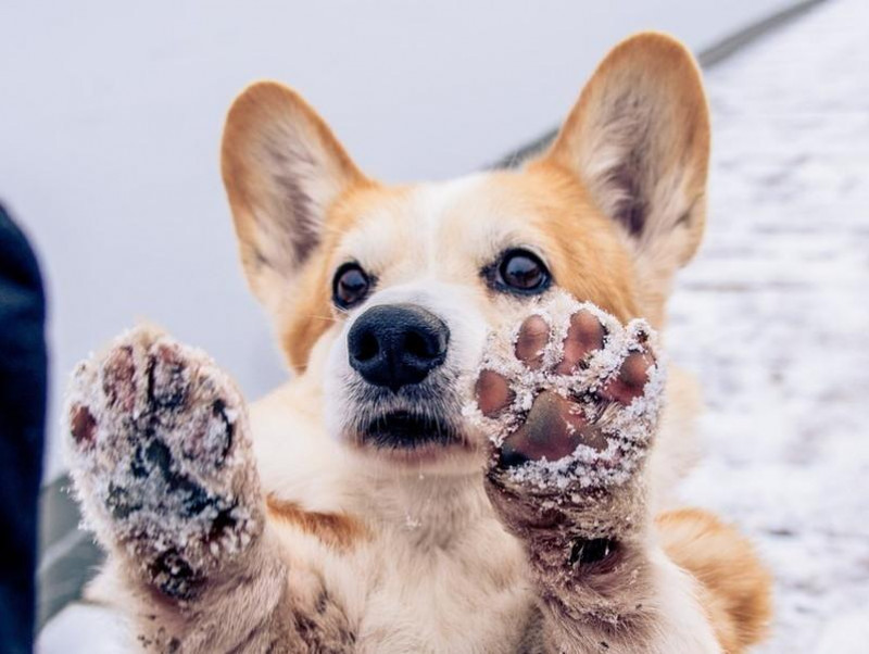 獣医師執筆 犬の爪切りのタイミングは 肉球がひび割れたら 犬の爪 肉球の正しいお手入れ方法 記事 わんにゃ365 今日も明日もワンダフル