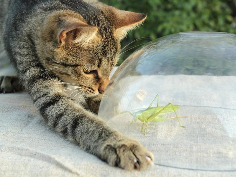 獣医師執筆 愛猫が虫をムシャムシャ 止めるべき 猫が虫を食べる理由と注意したい危険な虫 記事 わんにゃ365 今日も明日もワンダフル