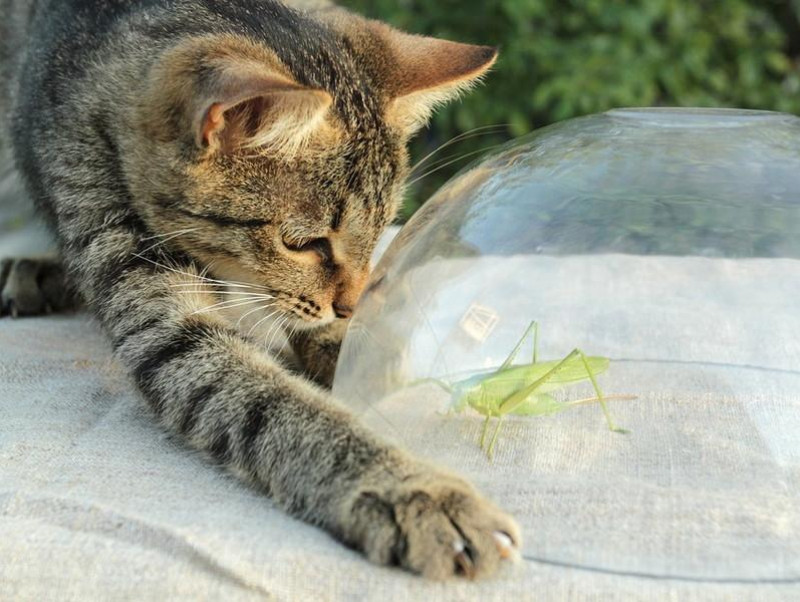 愛猫が虫をムシャムシャ 止めるべき 猫が虫を食べる理由と注意したい危険な虫 記事 わんにゃ365 今日も明日もワンダフル