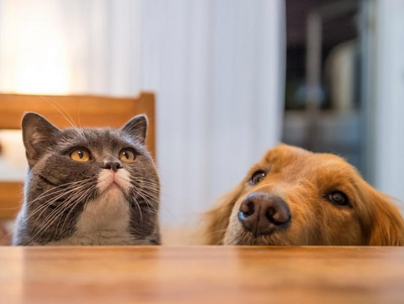 獣医師執筆 気付かないと失明する恐れも 犬猫の 目が白い ときに考えられる原因 記事 わんにゃ365 今日も明日もワンダフル