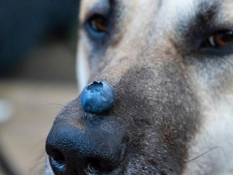 獣医師執筆 ブルーベリー は犬の目に効果はあるの ブルーベリーの成分と視力の関係 記事 わんにゃ365 今日も明日もワンダフル