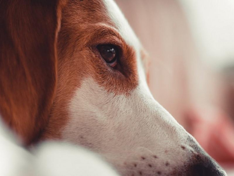 愛犬に ものもらい 他の症状の可能性は 犬猫の目に できもの が出来た場合に考えられる症状 記事 わんにゃ365 今日も明日もワンダフル