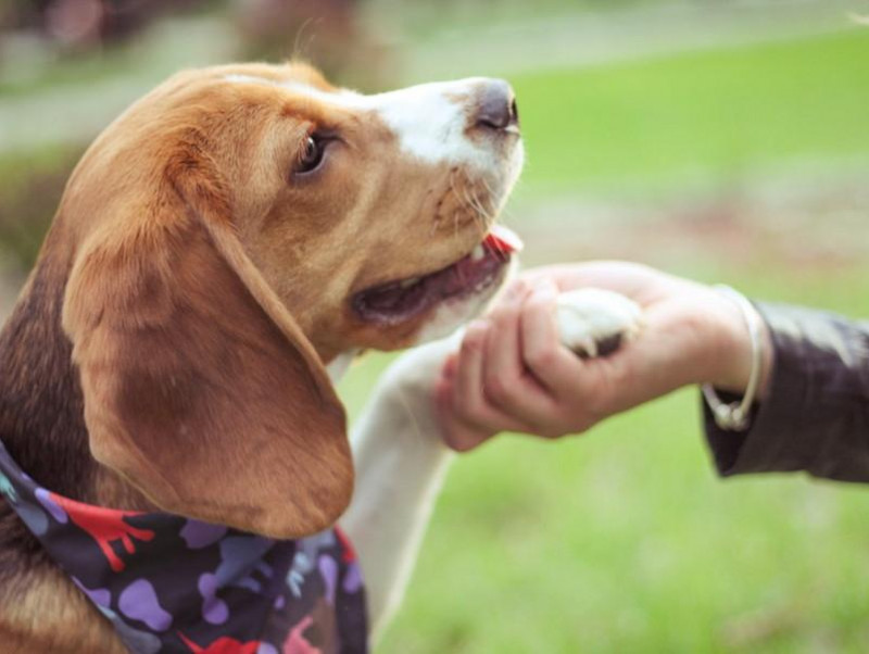 最初に覚えさせたいしつけナンバーワン 犬と アイコンタクト を取るときのポイント 記事 わんにゃ365 今日も明日もワンダフル