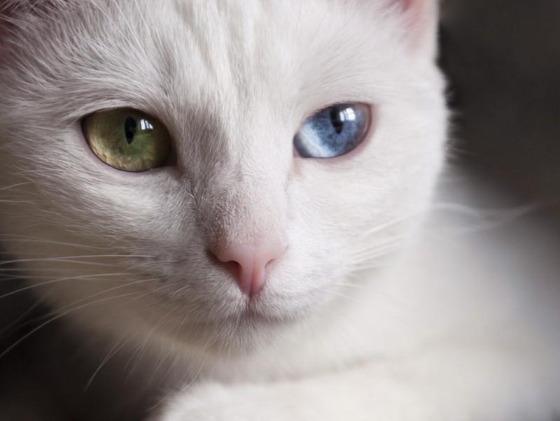 神秘的 だけど病気になりやすいって本当 猫の オッドアイ の特徴と猫の目の色について 記事 わんにゃ365 今日も明日もワンダフル