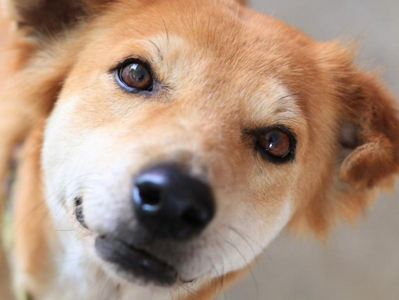 獣医師執筆 赤外線にも注意して 愛犬の目が見えなくなる前に飼い主さんがしておくべきこと 記事 わんにゃ365 今日も明日もワンダフル