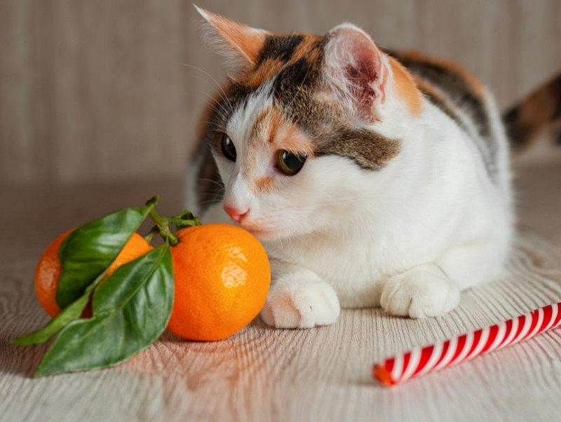 なぜ危険 猫にみかんを与えてはいけない理由と家庭で注意してあげたいこと 記事 わんにゃ365 今日も明日もワンダフル