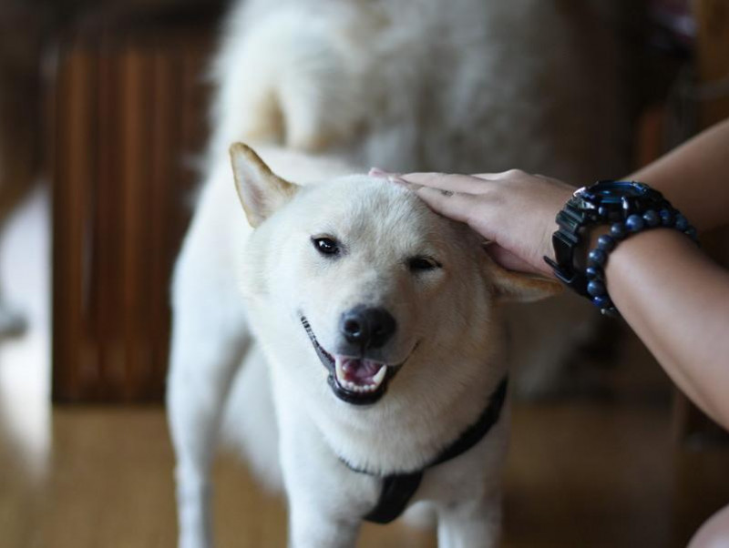 暴れて病院に連れていけない どうしたら 犬が緊張しているときに落ち着かせるコツ 記事 わんにゃ365 今日も明日もワンダフル