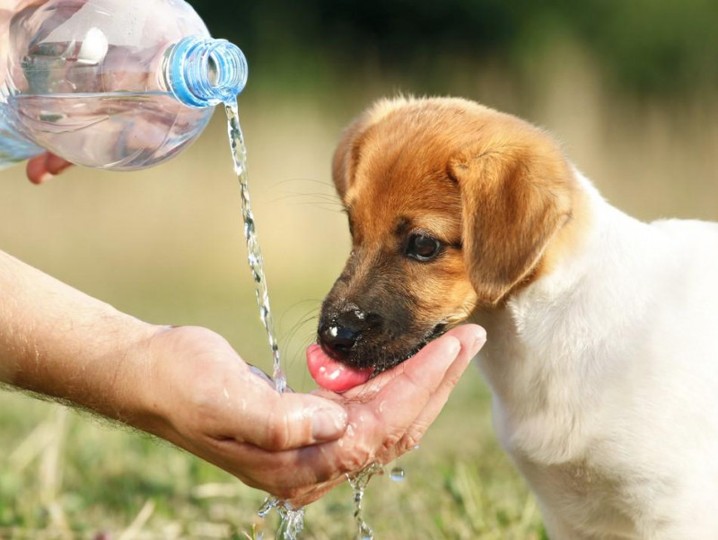 うちの子 水飲みすぎ 犬猫が1日に必要な飲水量と脱水症について 記事 わんにゃ365 今日も明日もワンダフル