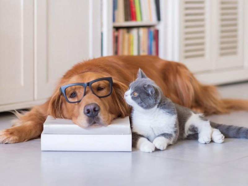 大切な家族のスペシャリストになろう 愛犬家 愛猫家におすすめな動物関連の資格5選 記事 わんにゃ365 今日も明日もワンダフル