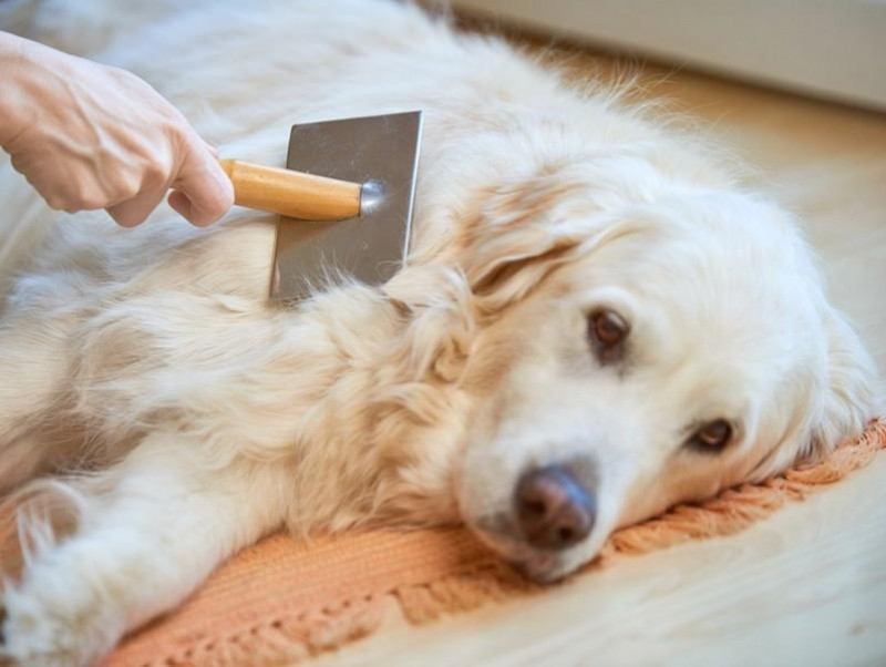 犬の毛が絡まるのはブラッシングのせいだけじゃなかった 毛玉ができる 毛が絡まるときの病的理由 記事 わんにゃ365 今日も明日もワンダフル