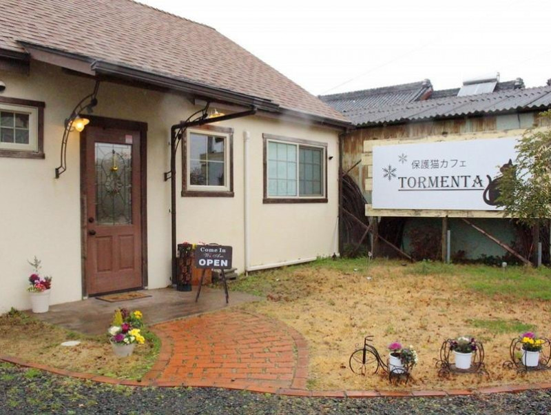 大学生のオーナーが経営 愛知県豊川市に誕生した 保護猫カフェtormenta 記事 わんにゃ365 今日も明日もワンダフル