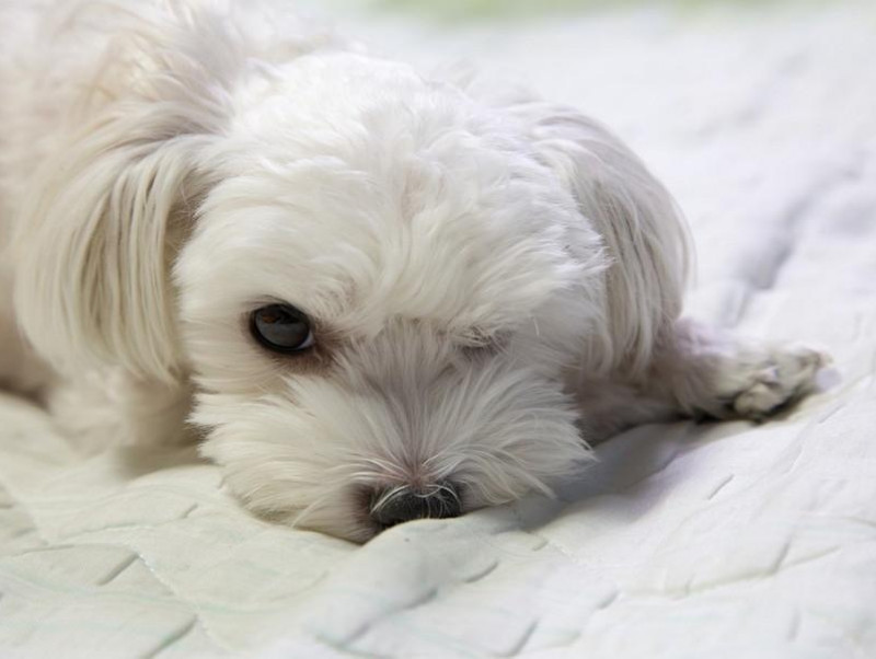 獣医師執筆 犬の目がくっついた 目が開かなくなったときに考えられる原因5つ 記事 わんにゃ365 今日も明日もワンダフル