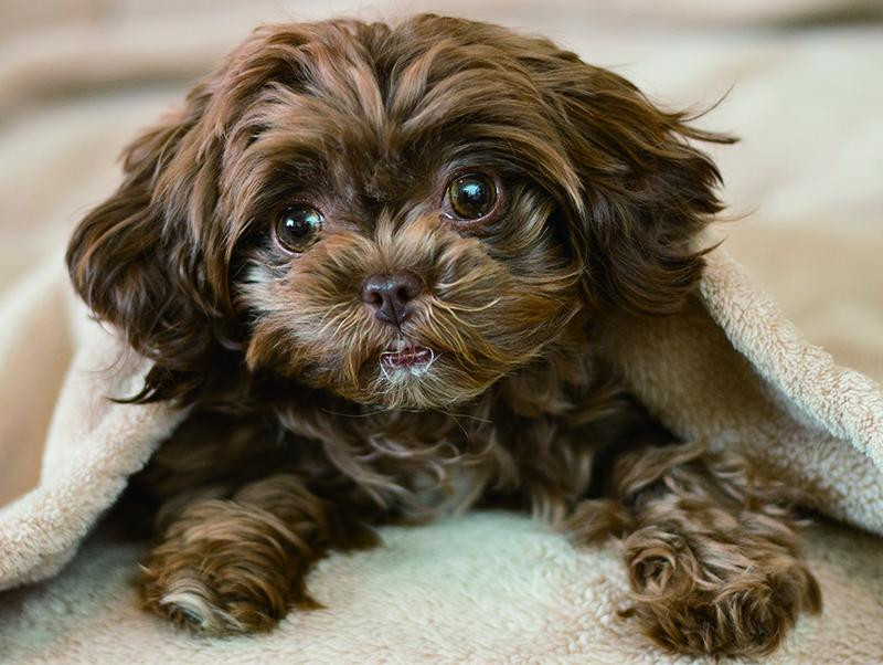 犬の視界 わんちゃんにはどんなふうに見えているの 記事 わんにゃ365 今日も明日もワンダフル