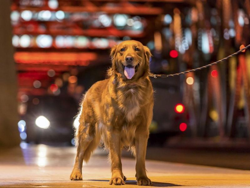 安心 安全な夜の散歩に 犬 飼い主さん必見の夜に持ちたい散歩グッズ5選 記事 わんにゃ365 今日も明日もワンダフル