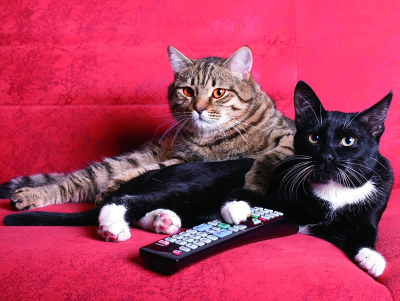 2月22日は猫の日 猫がテレビを見る テレビっ子の猫が好む番組とは 記事 わんにゃ365 今日も明日もワンダフル 2月22日は猫の日 猫がテレビを見る テレビっ子の猫が好む番組とは 記事 わんにゃ365 今日も明日もワンダフル