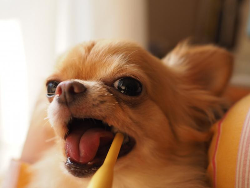 全身疾患になることも 犬と猫の歯周病について 記事 わんにゃ365 今日も明日もワンダフル