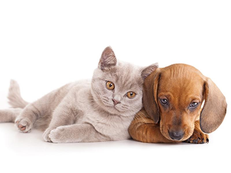 犬や猫と生活をすると飼い主の健康状態がよくなる 記事 わんにゃ365 今日も明日もワンダフル