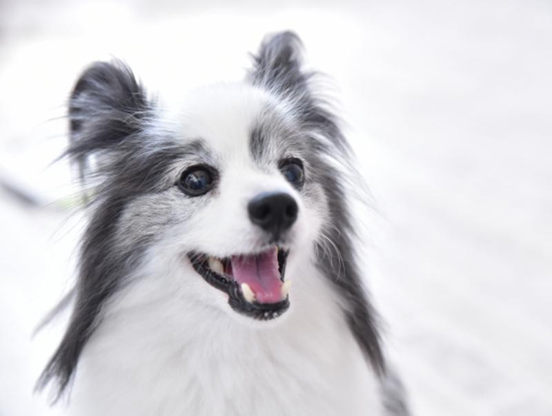 念願の犬との暮らし 知っておきたい犬の基礎知識 記事 わんにゃ365 今日も明日もワンダフル 念願の犬との暮らし 知っておきたい犬の基礎知識 記事 わんにゃ365 今日も明日もワンダフル