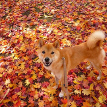 犬の おしり歩き が気になる その理由と考えられる疾患について 記事 わんにゃ365 今日も明日もワンダフル