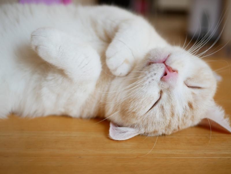 季節の変わり目。猫にも体調の変化はある?
