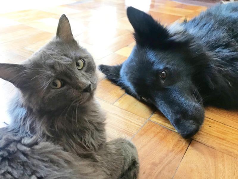 9月20日~26日は動物愛護週間!動物たちのことを考えてみよう