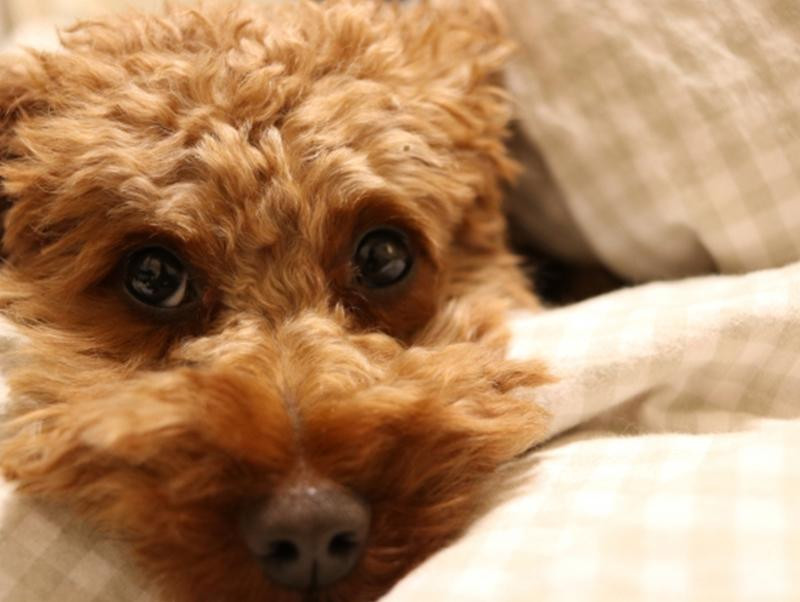 犬の寒さ対策 秋から冬にかけて気をつけること 記事 わんにゃ365 今日も明日もワンダフル 犬の寒さ対策 秋から冬にかけて気をつけること 記事 わんにゃ365 今日も明日もワンダフル