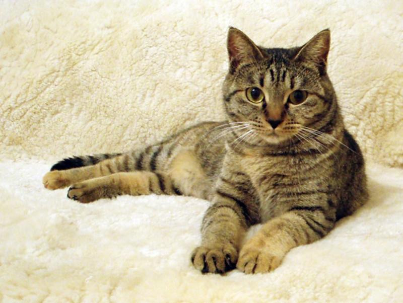 猫の分離不安はどんな症状 症状チェックと解消方法 記事 わんにゃ365 今日も明日もワンダフル