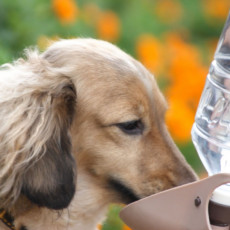 犬の体に必要な水分量と、犬が水を飲まない理由